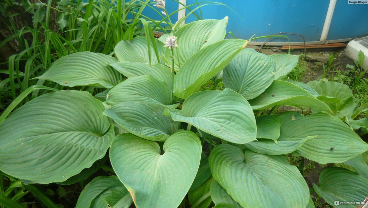 Хоста Вулкано Айленд