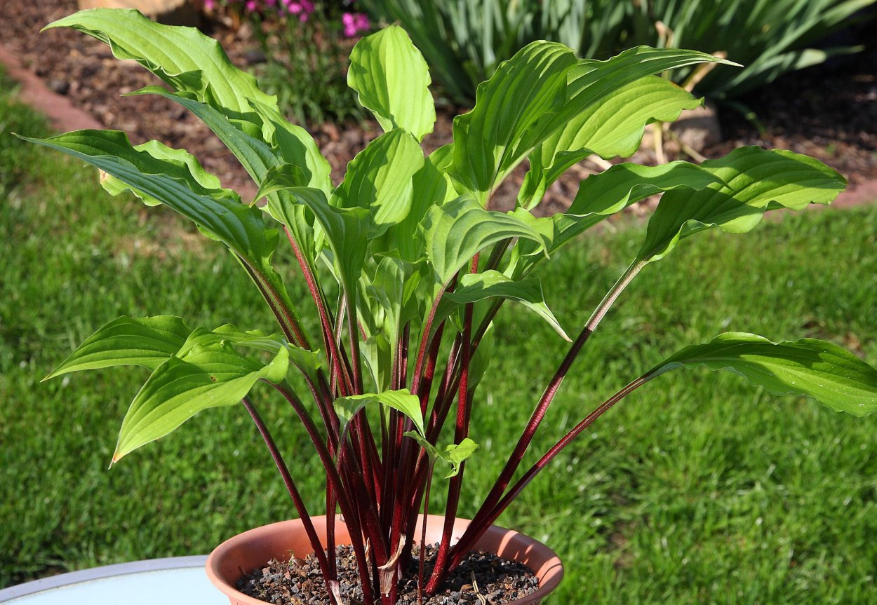 Хоста Сандерболт