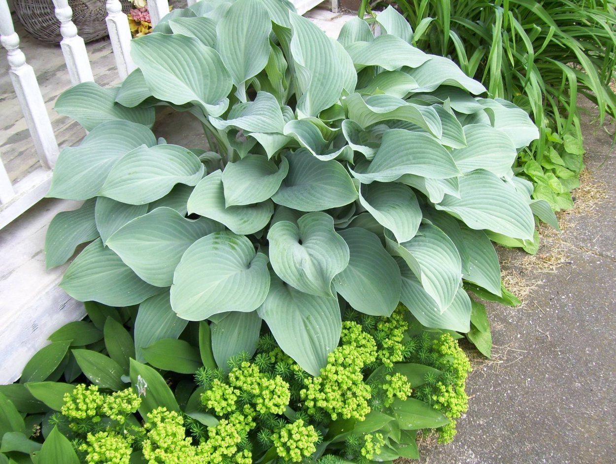 Хоста "Touch of class" (Hosta)