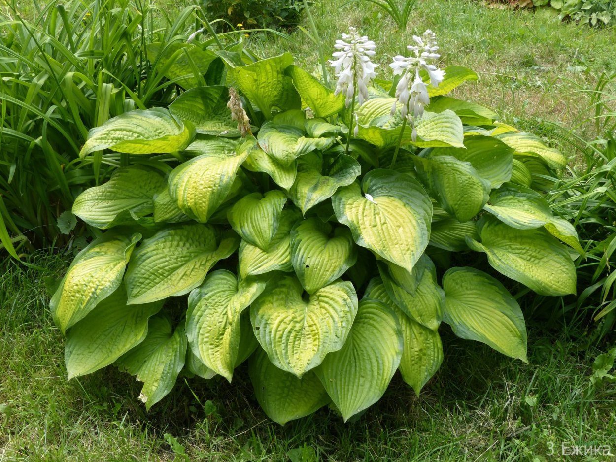 Хоста олказан