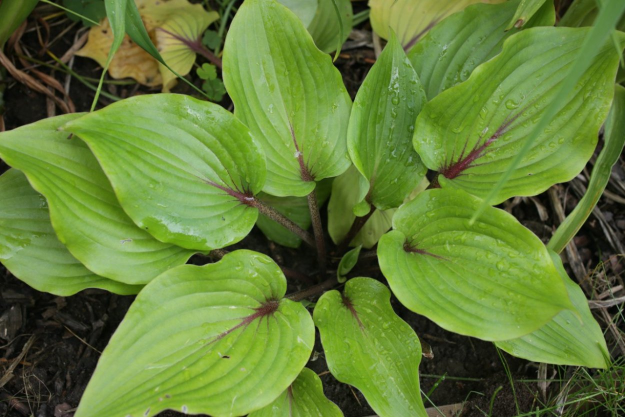 Хоста Олмоуст almost