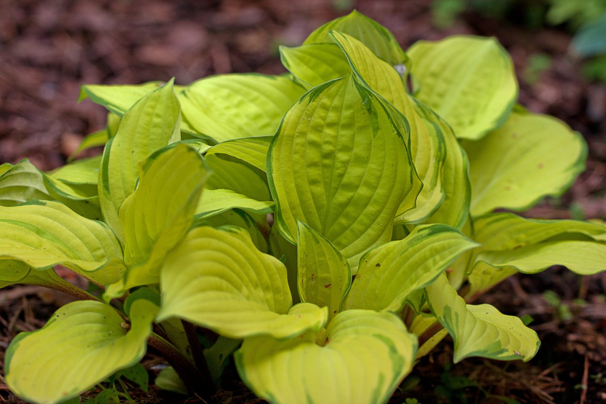 Хоста Грин Фонтейн