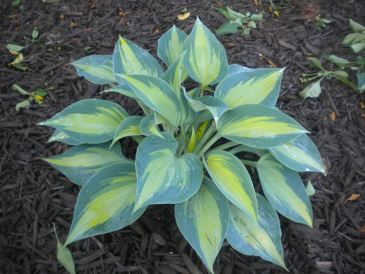 Хоста гибридная Стилетто