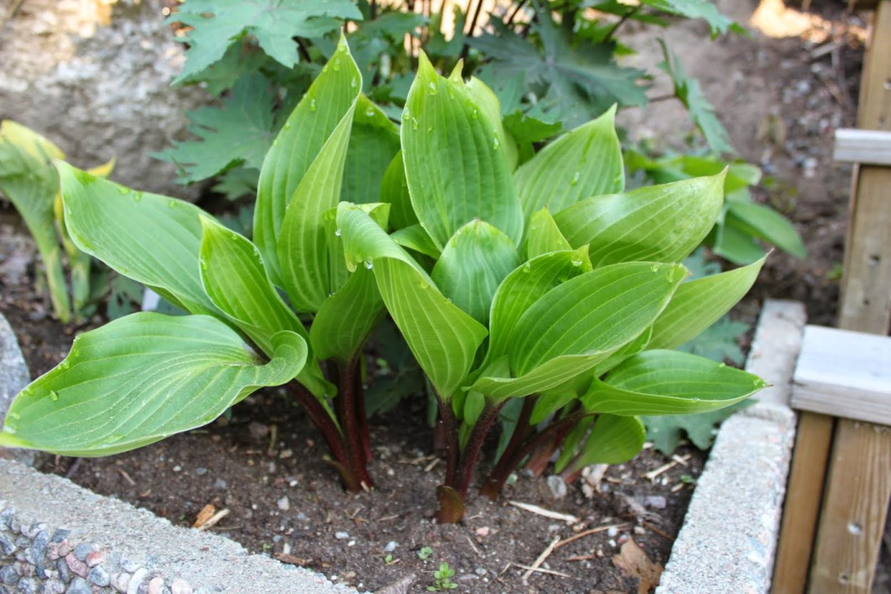 Пурпл Харт Хоста Хоста