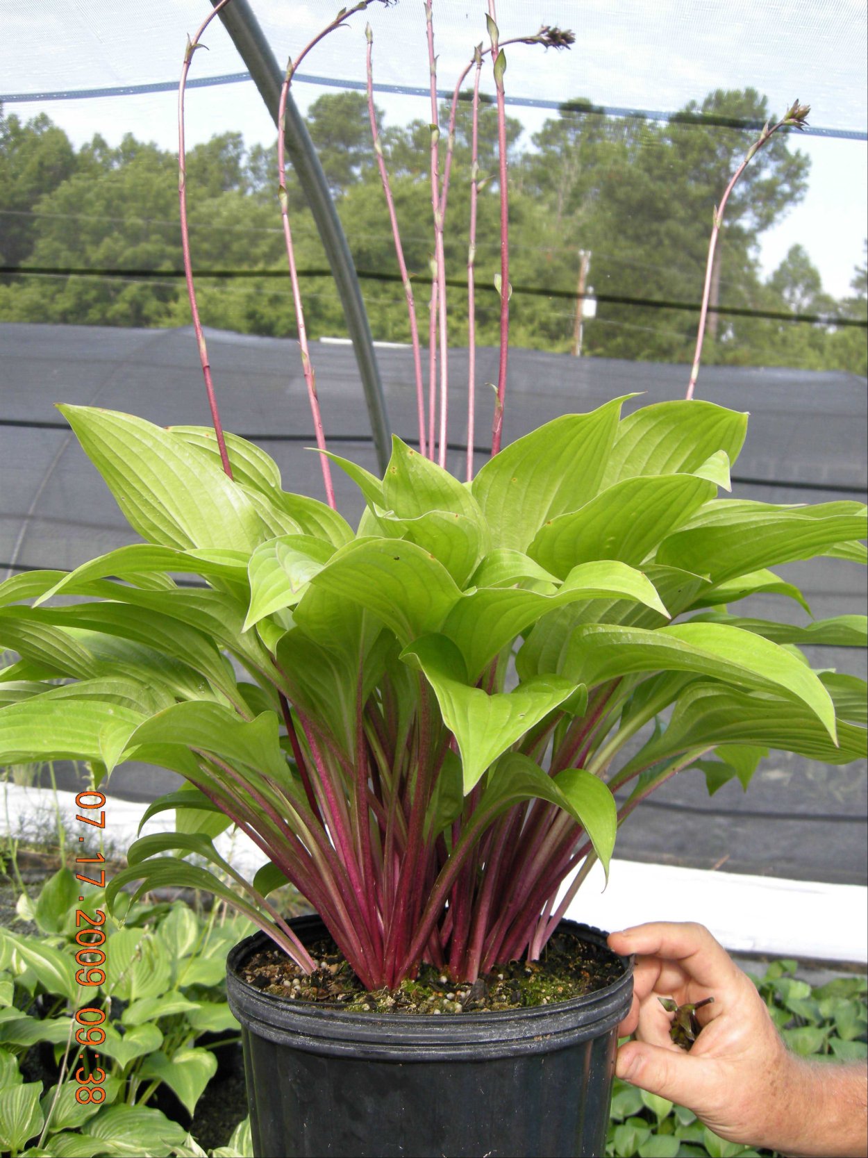 Хоста Red Hostas