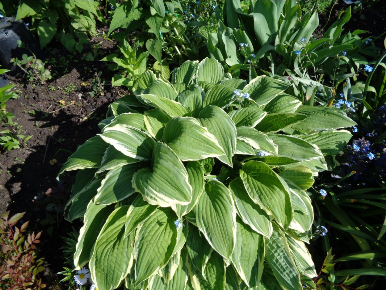 Хоста гибридная Клаймэкс