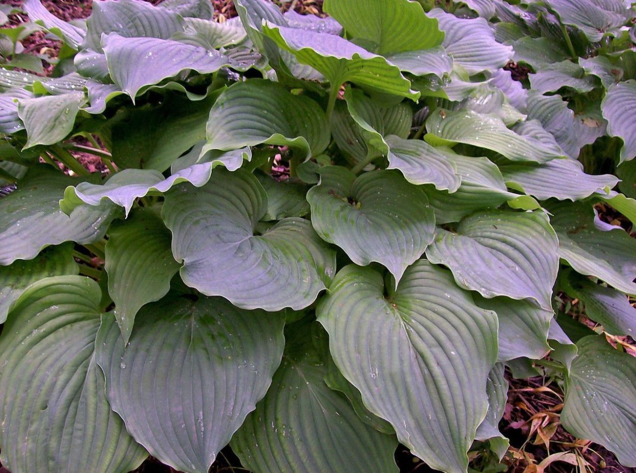 Хоста Комодо драгон