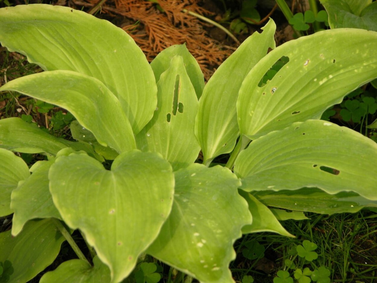 Растения похоже на хосты