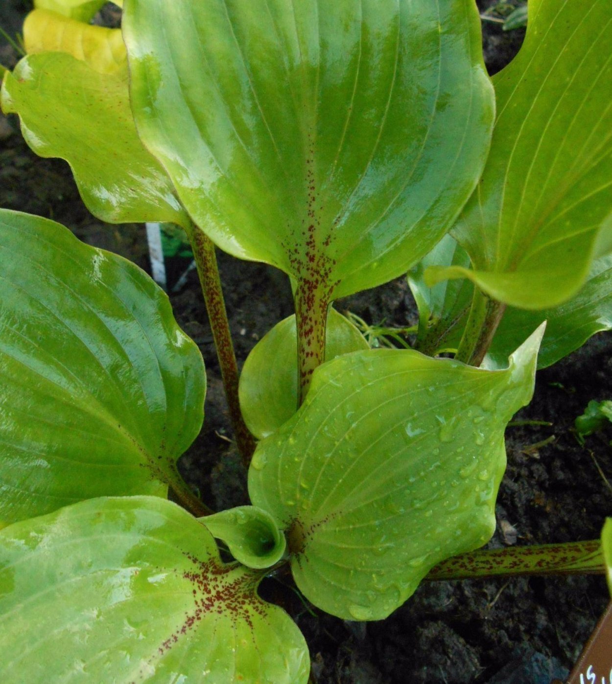 Хоста Нипперс