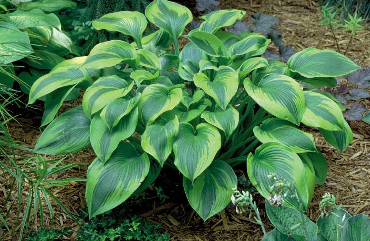 Хоста Алекс Саммерс