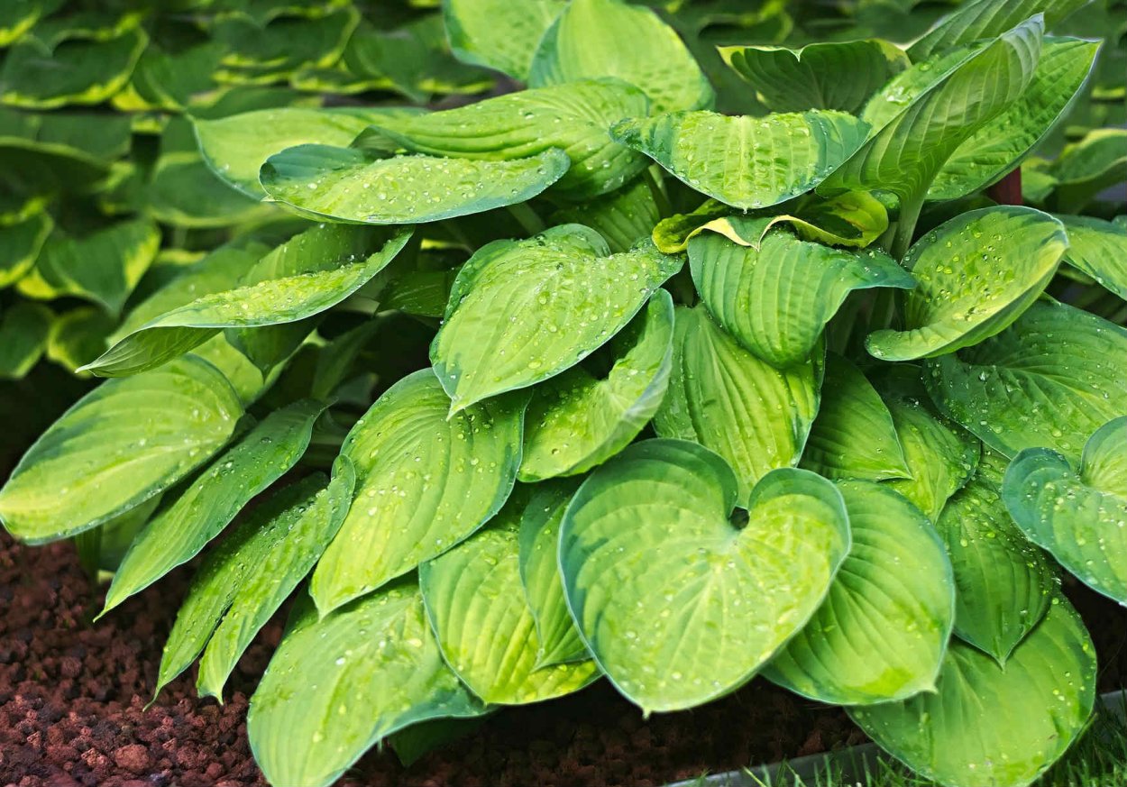 Хоста кросса Регал