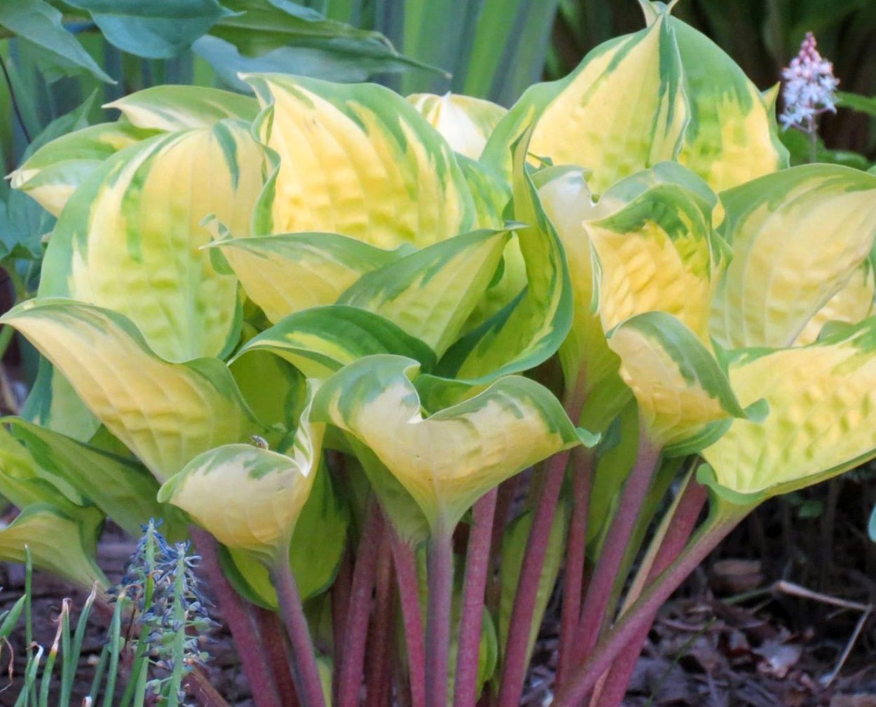 Хоста пестрая