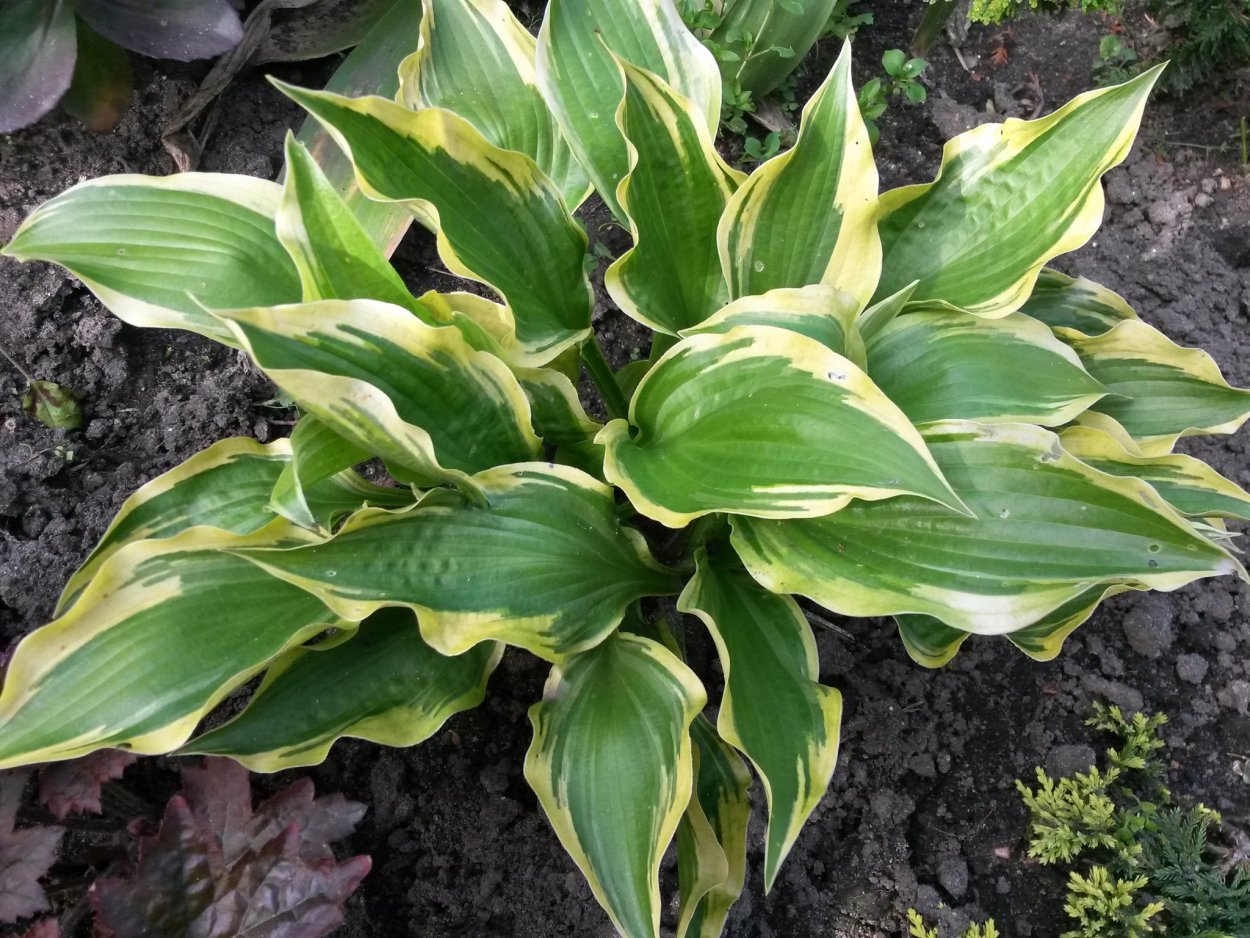 Хоста Wundergold