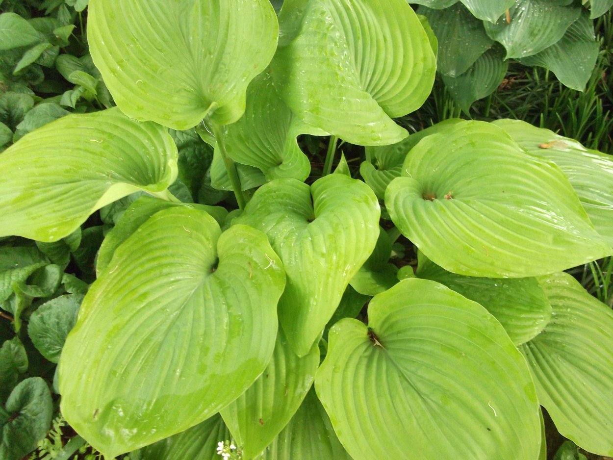 Хоста Александра