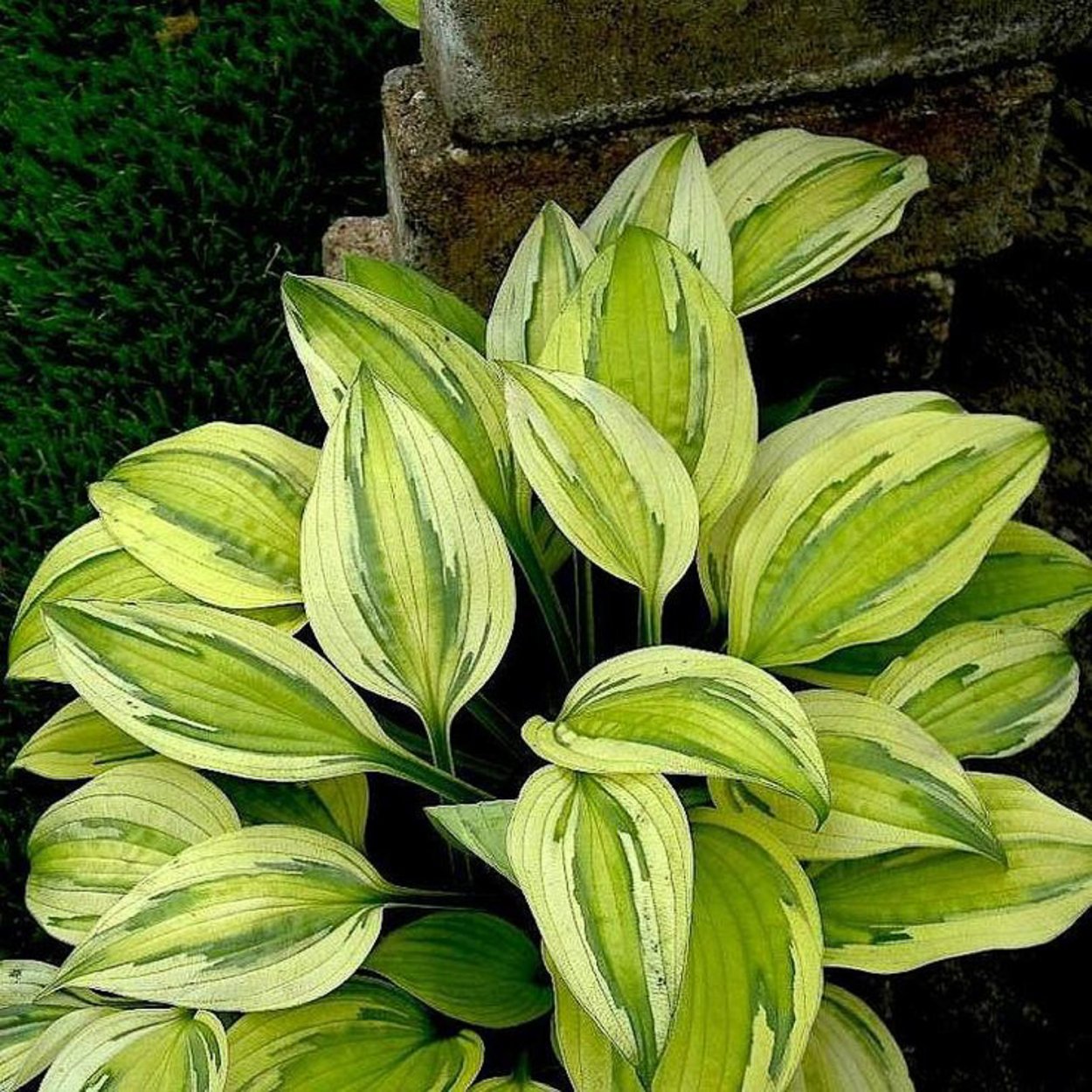 Хоста голубая