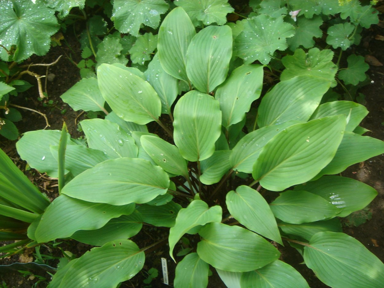 Хоста Red Hostas