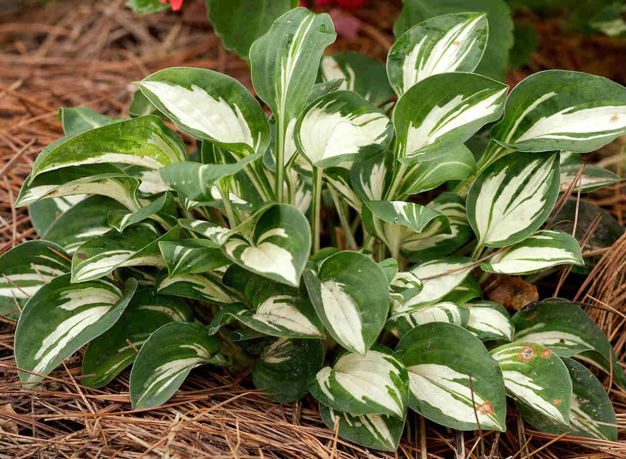 Хоста Ферст Фрост