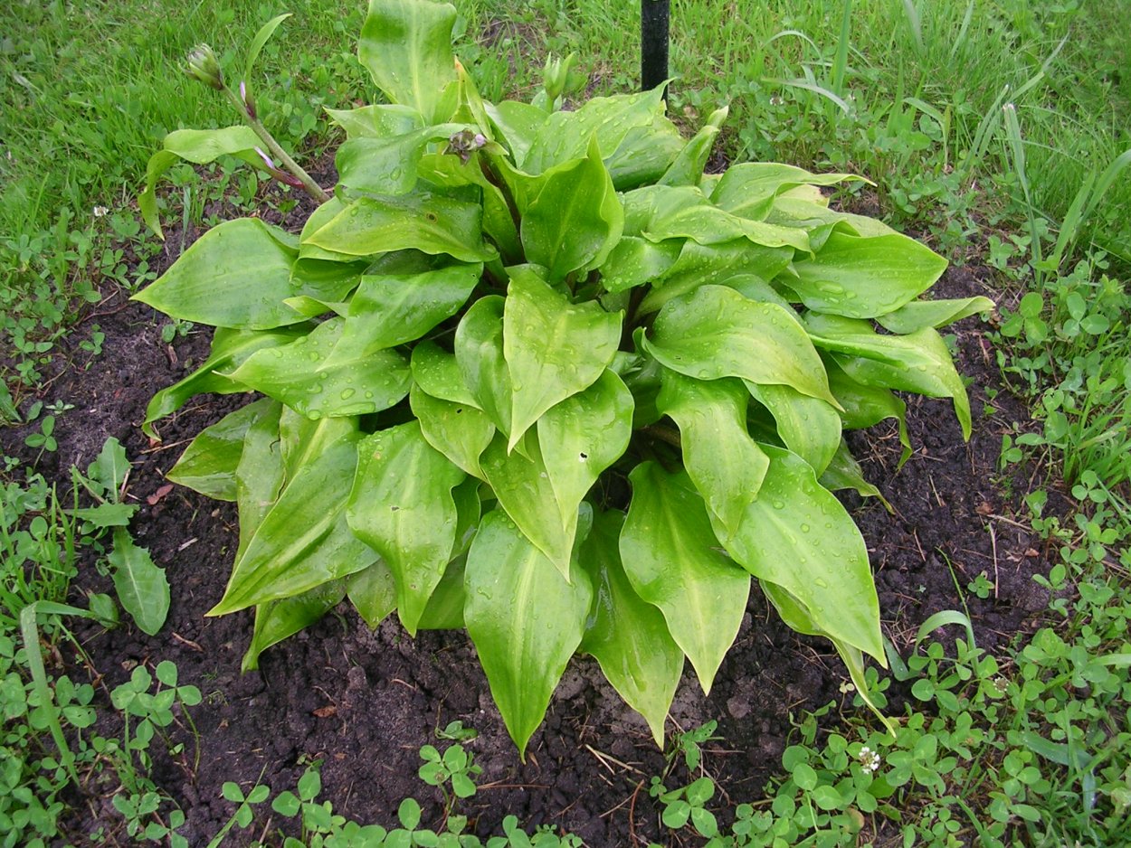 Хоста Red Hostas
