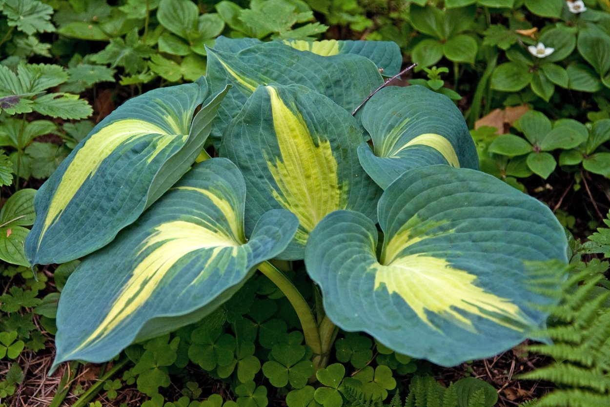 Хоста алмост Хоста almost