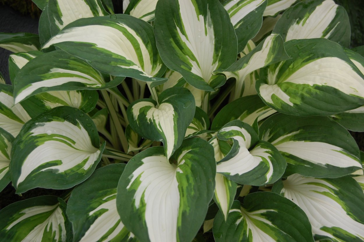 Hosta kiyosumiensis Хоста