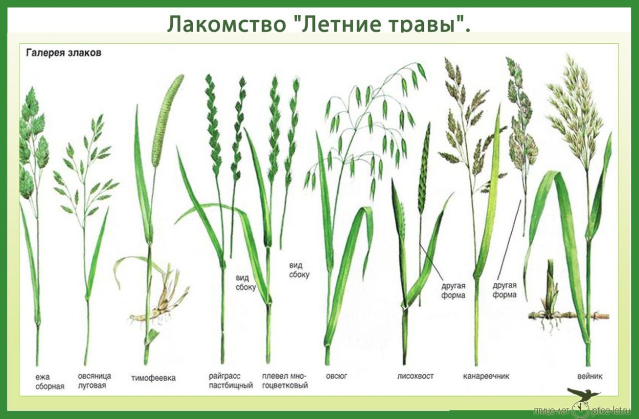 Злаковые сорняки культуры. Райграс, Тимофеевка, овсяница, Житняк, мятлик. Тимофеевка Луговая овсяница Луговая. Злаковые Однодольные сорняки. Мятлик овсяница райграс.