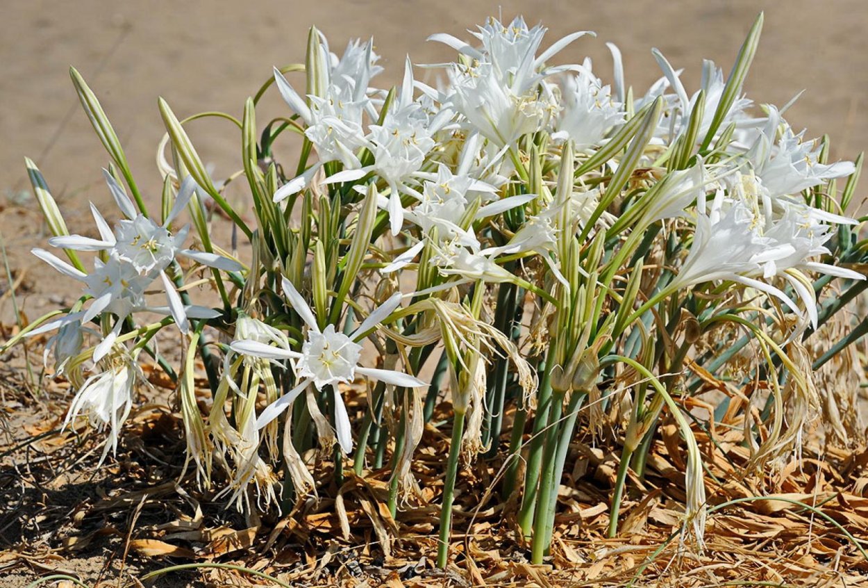 Панкраций морской Pancratium maritimum