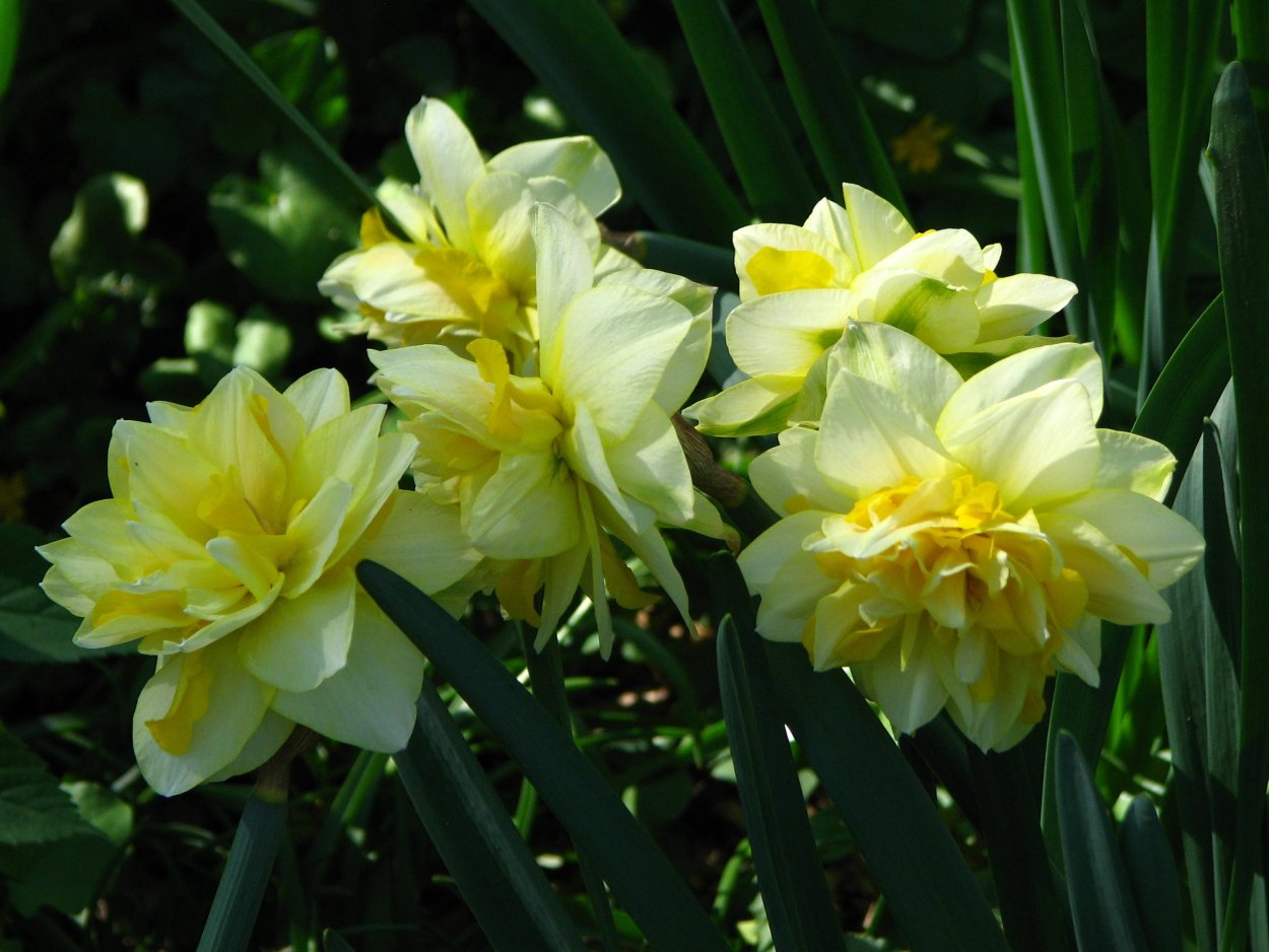 Нарцисс махровый Дабл Плежер