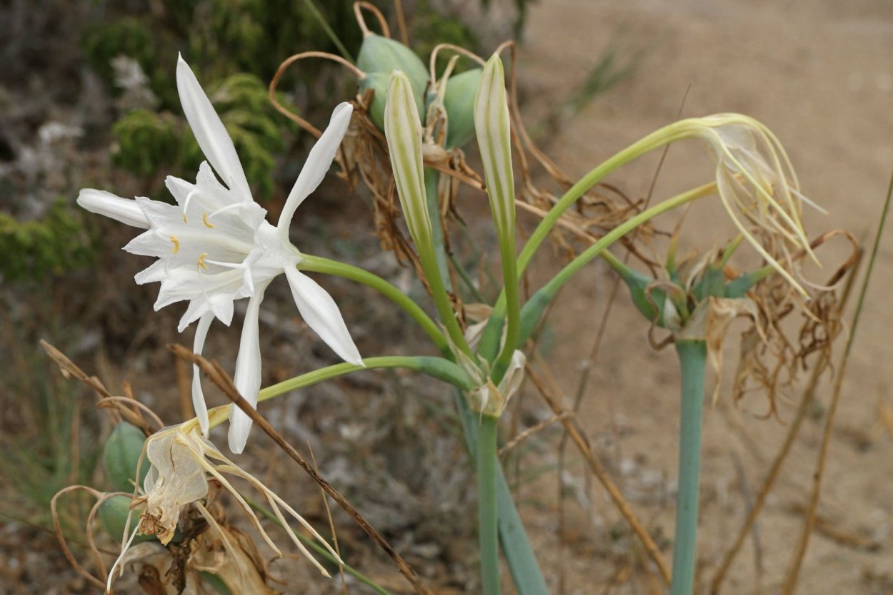 Пестик нарцисса