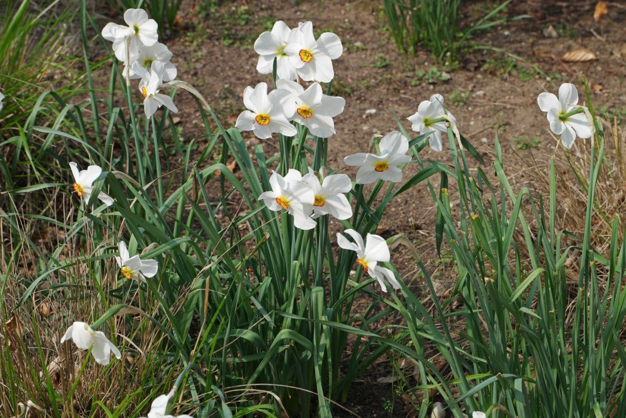 Botanical Mix Нарцисс