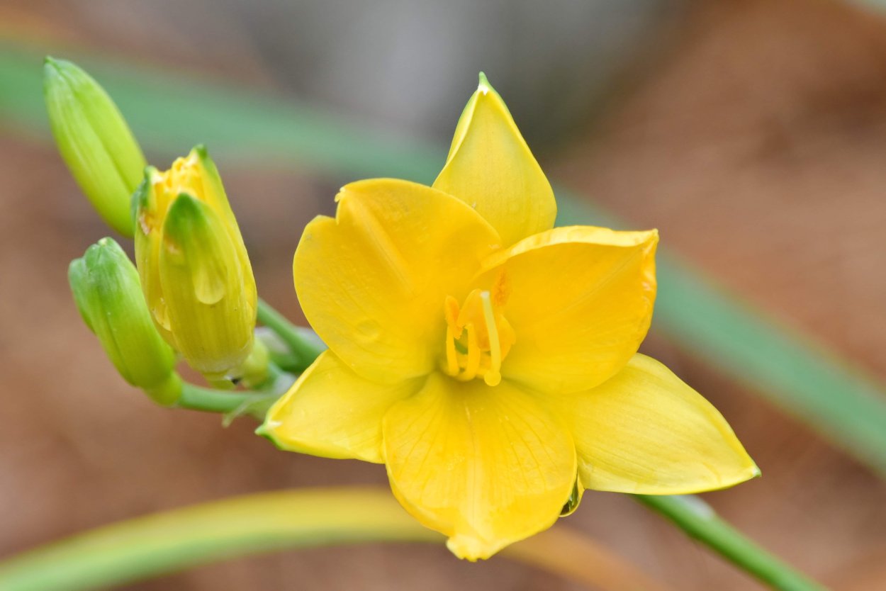 ¹ Нарцисс Саронский