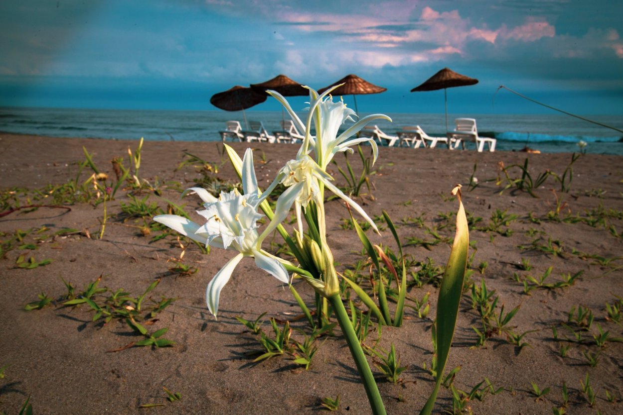 Нарцисс махровый Инноватор