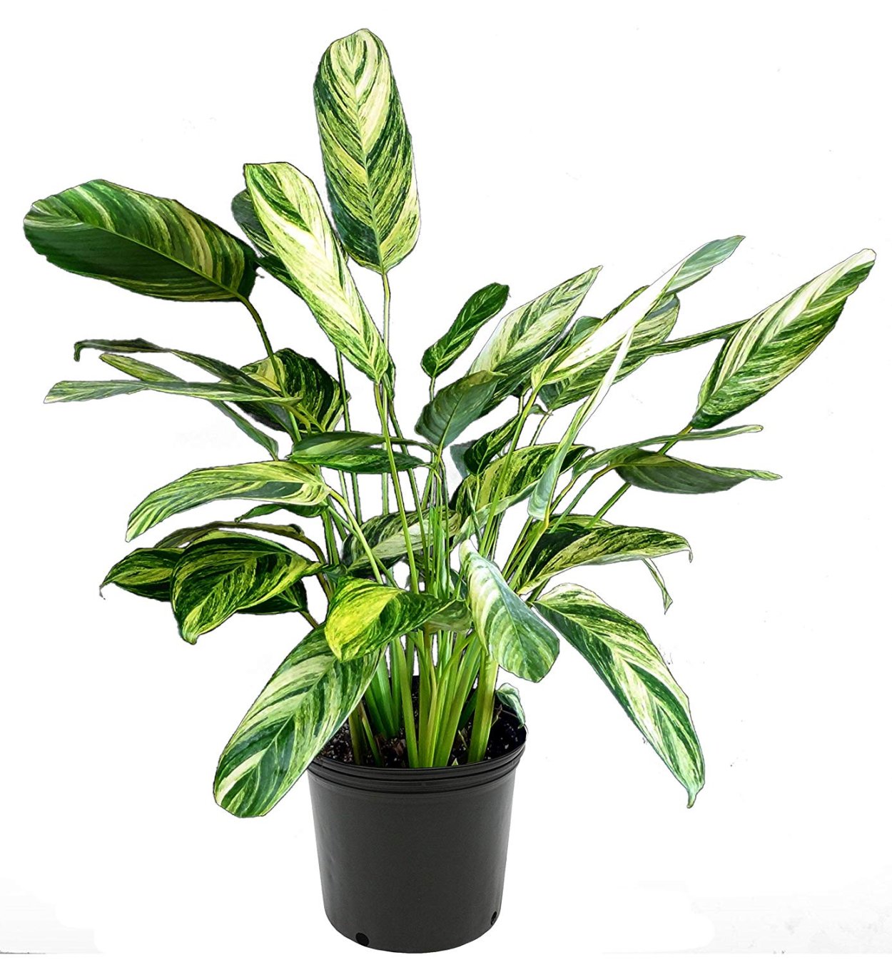 Ктенанта Лубберса