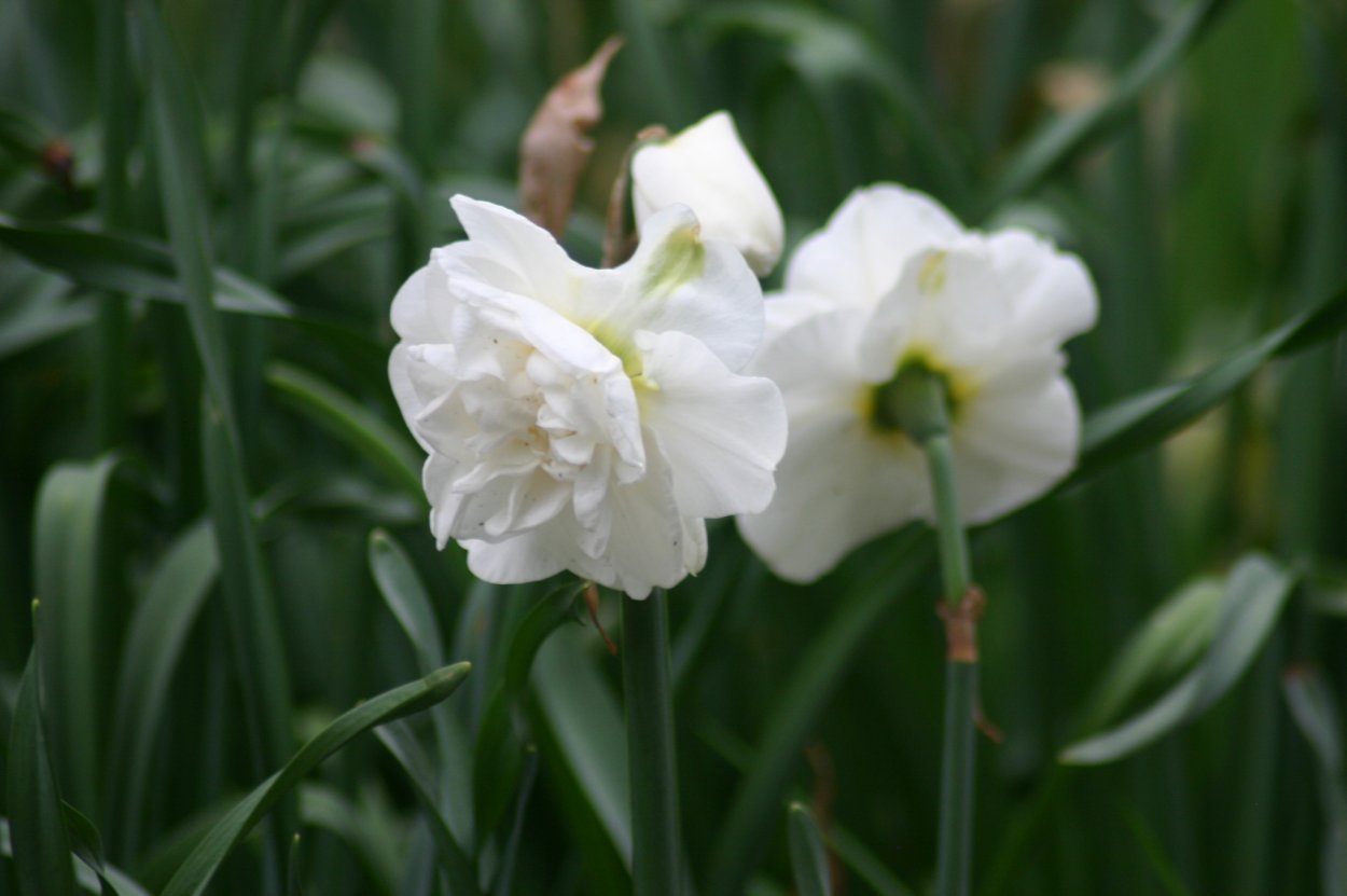 Нарцисс Саронский Лилия Долин