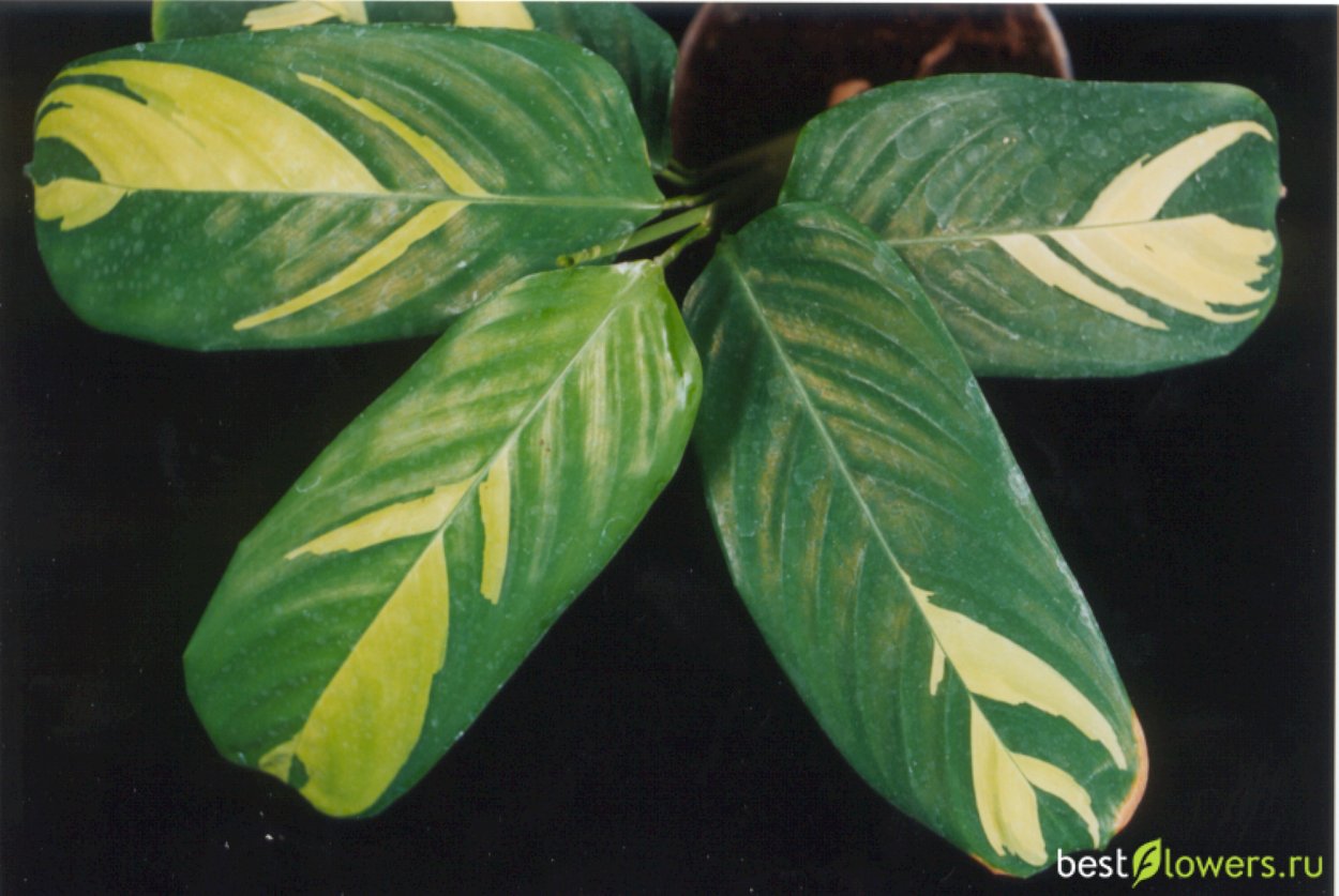 Ктенанта Лубберса