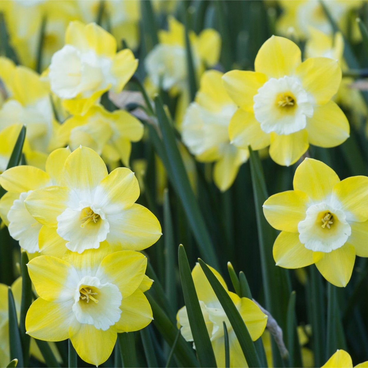 Нарцисс Саронский Лилия Долин