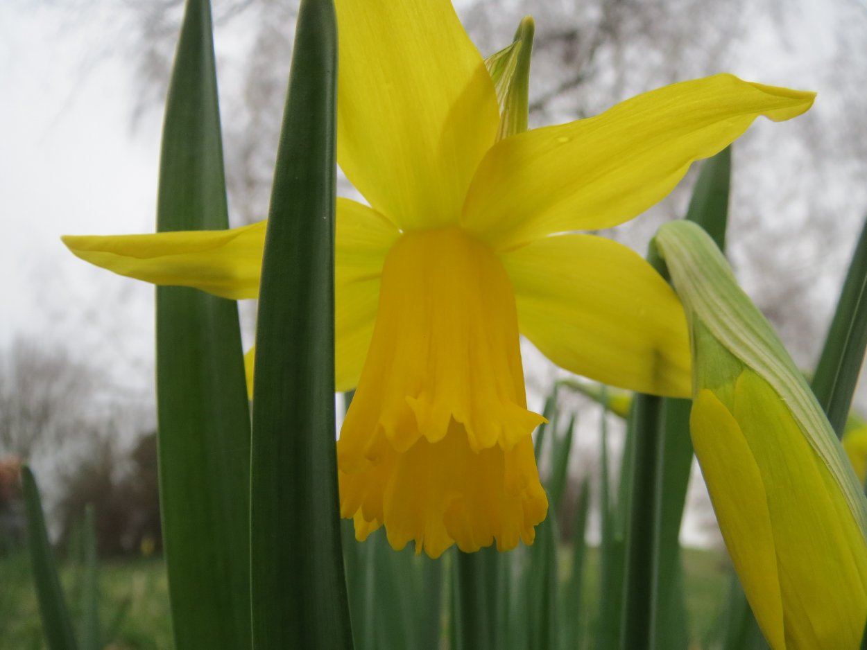 Нарцисс Faith (1шт.)