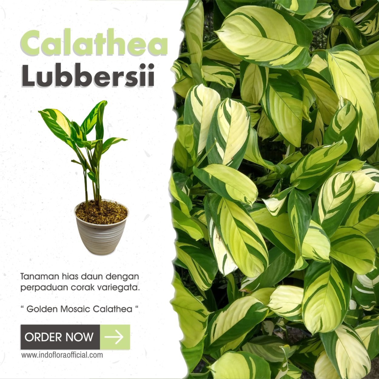 Калатея Лубберса Вариегата