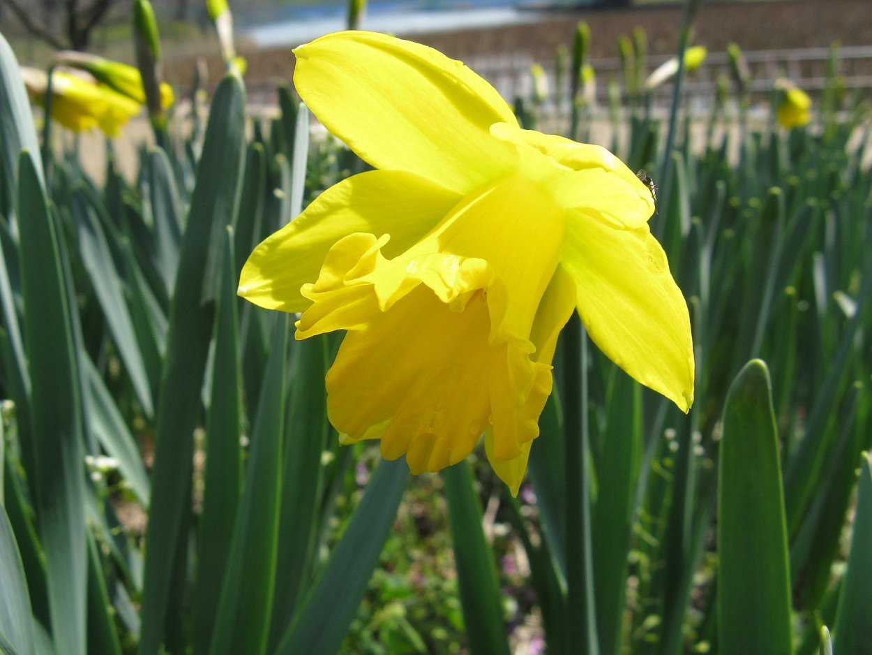 Нарцисс Полар айс