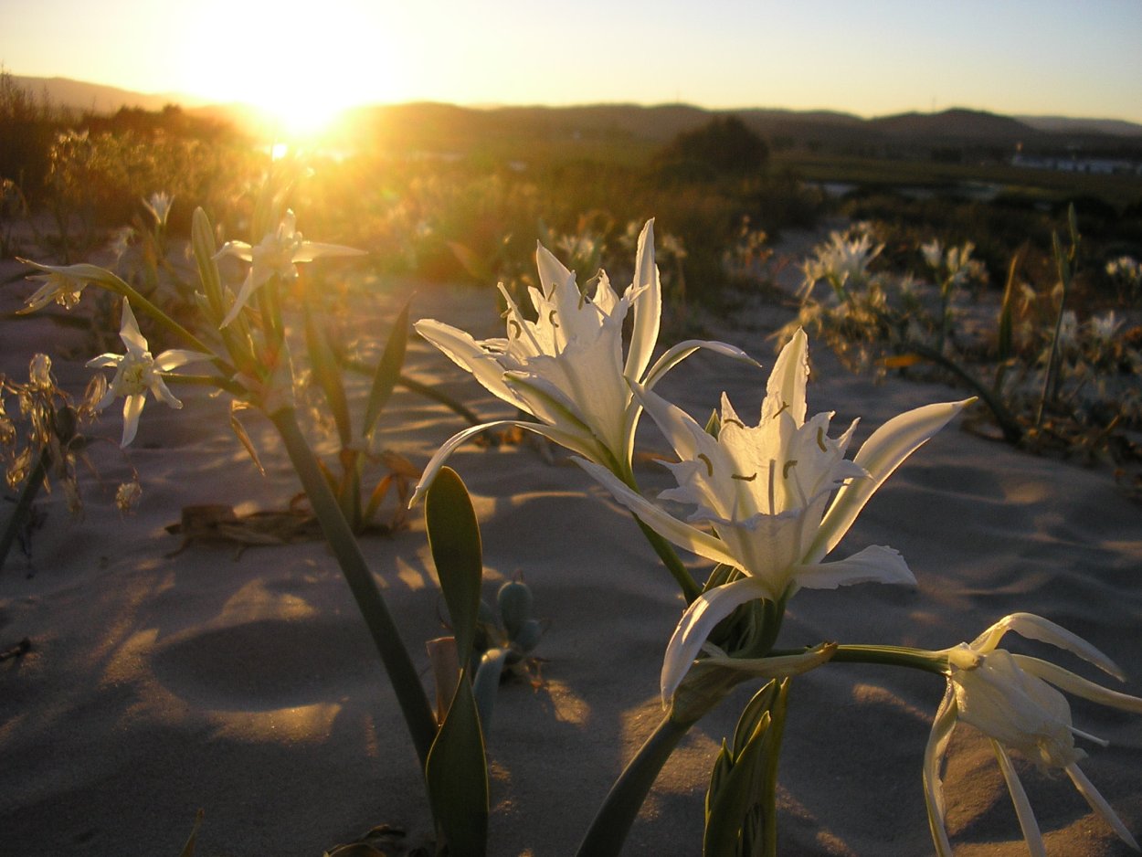 Нарцисс ареал