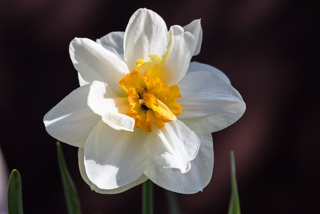 Нарцисс «Солар Винд»