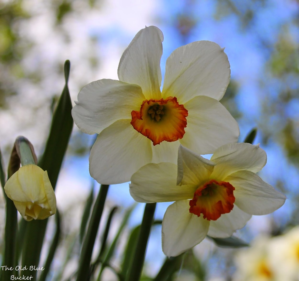 Daffodils come out in Spring.