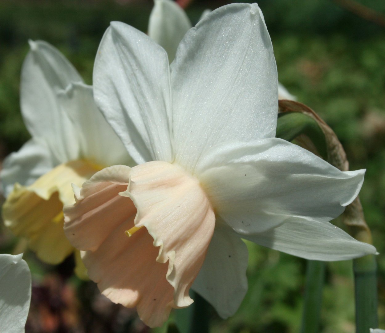 Лилия панкрациум