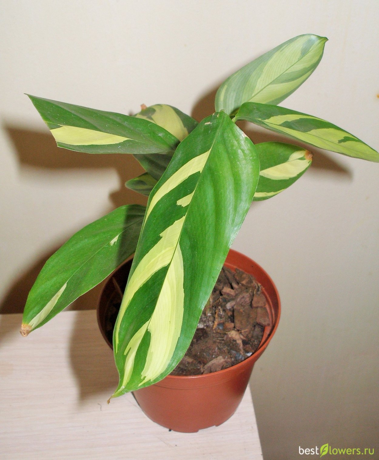 Ктенанта Лубберса