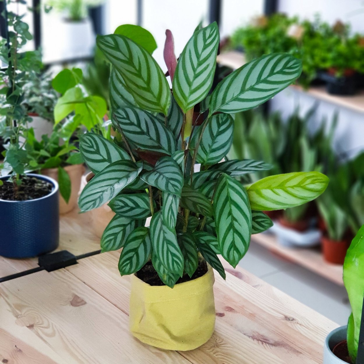 Ктенанта Компактстар