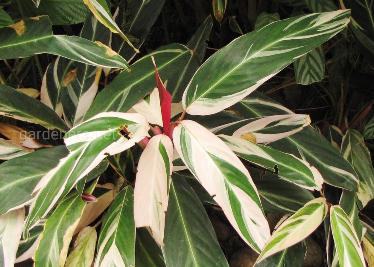 Калатея Zebrina