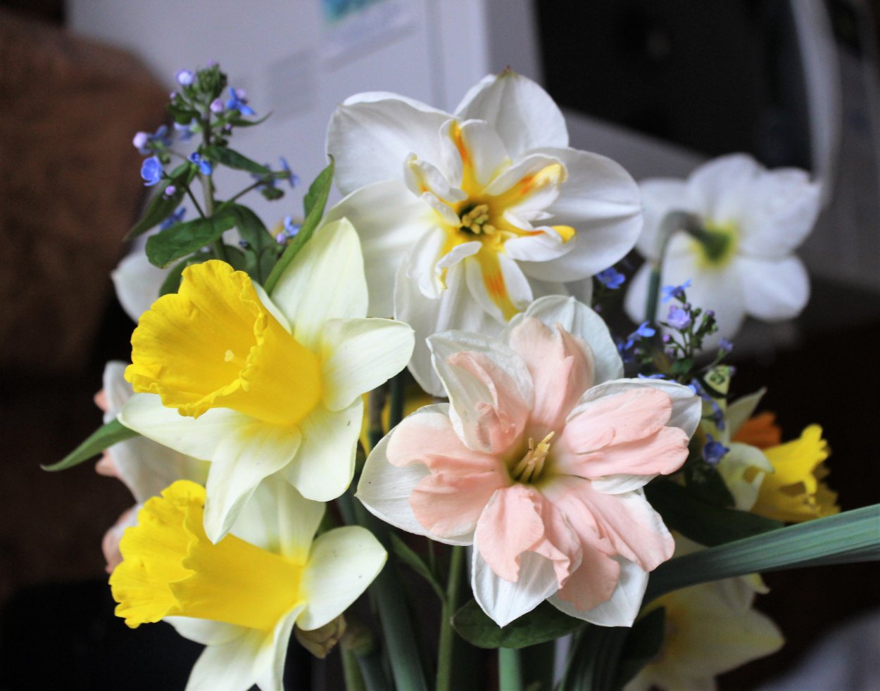 Нарцисс сорт ‘Tresamble’