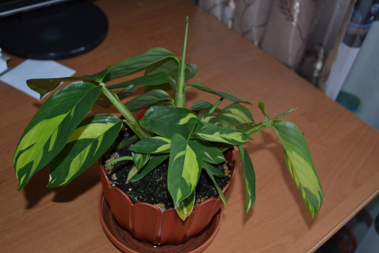 Ктенанта Лубберса Ctenanthe lubbersiana