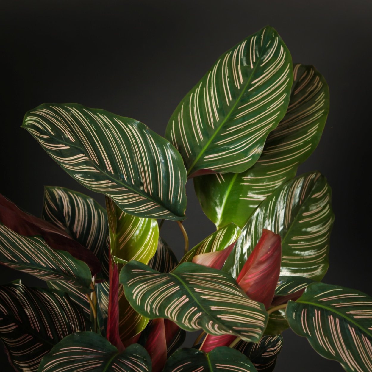 Ктенанта Голден мозаик