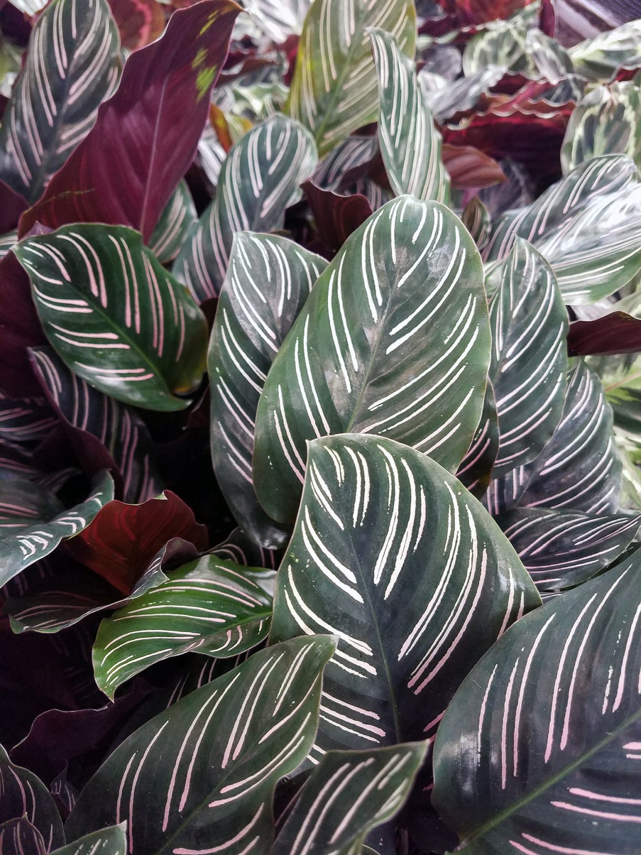 Строманта ктенанта