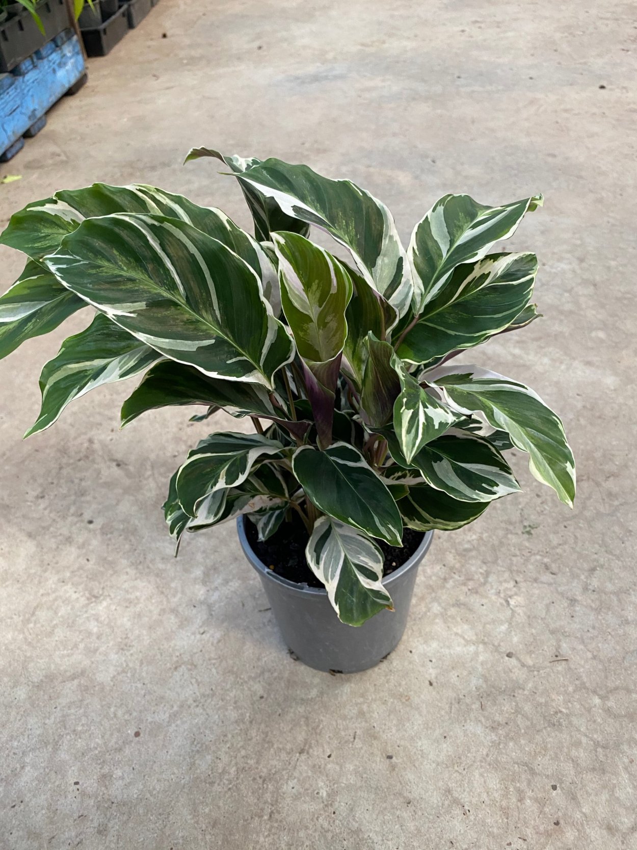 Ктенанта setosa